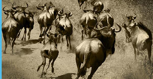 bigstock-Wildebeest-migration-23289254.jpg